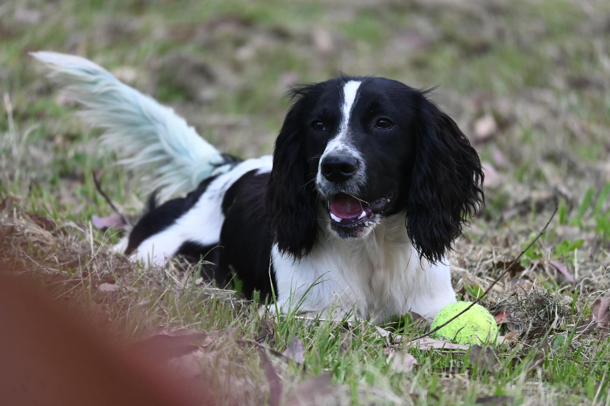 Paradise Pet Parks dog resting on grass