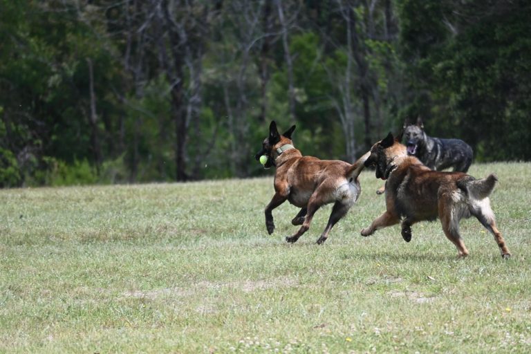 Paradise Pet Parks Big Dogs Fetching Ball