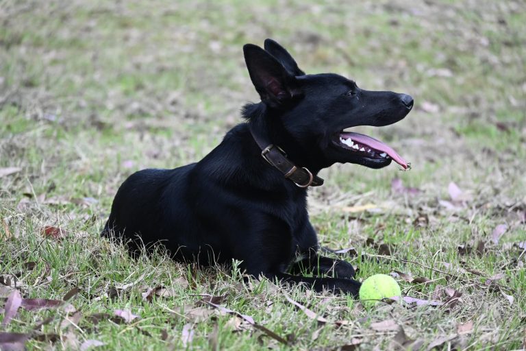 Paradise Pet Parks black malinois resting on grass