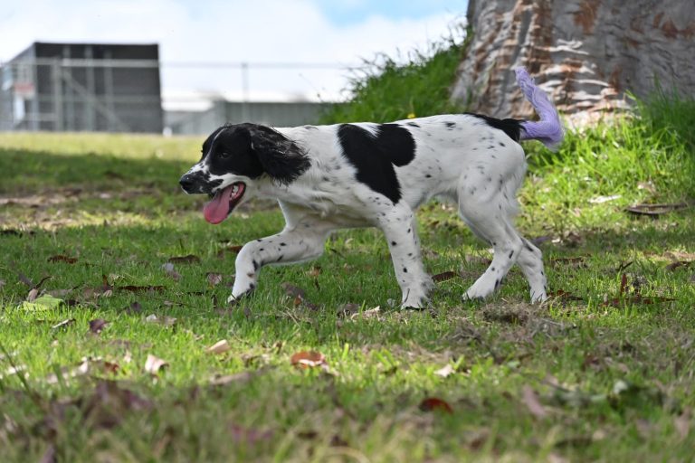 Paradise Pet Parks dog walking