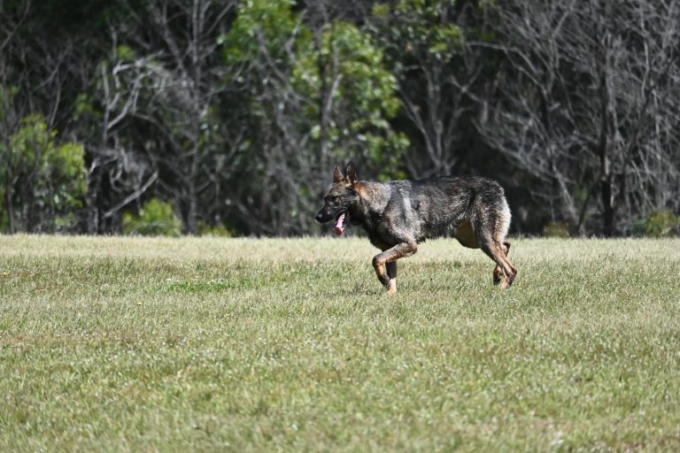 Paradise Pet Parks German Shepherd walking