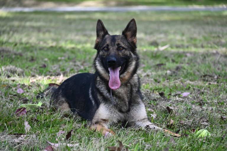 Paradise Pet Parks German Shepherd resting
