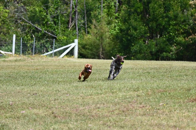 Paradise Pet Parks Dogs Fetching ball happily