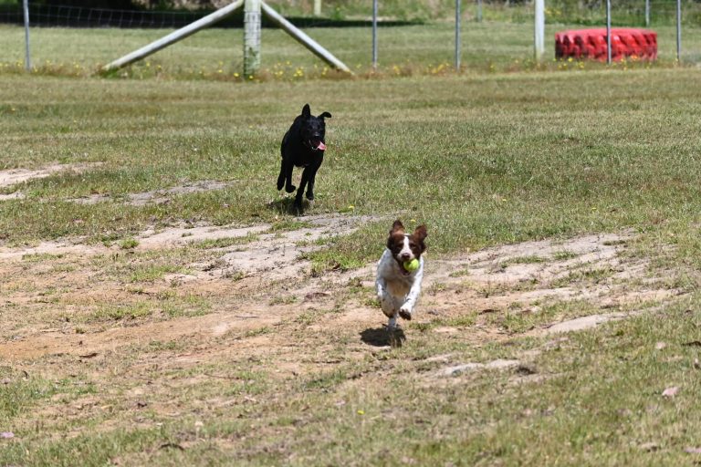 Paradise Pet Parks Dogs Fetching ball