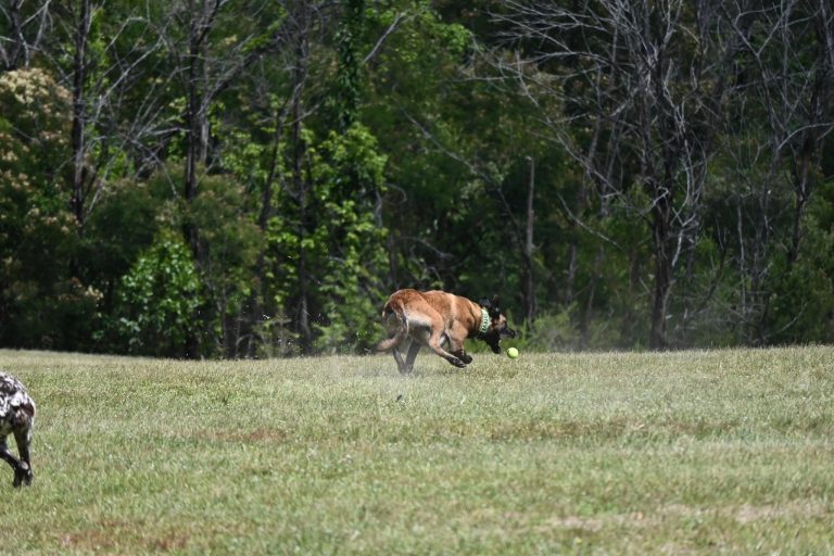Paradise Pet Parks Big Dog Catching Ball