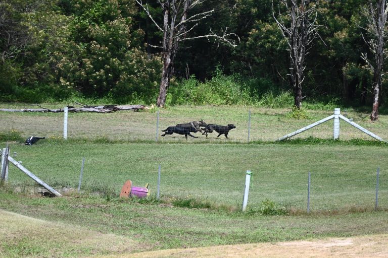 Paradise Pet Parks Dogs running