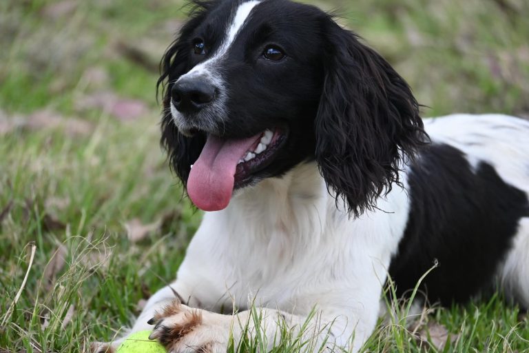 Paradise Pet Parks dog relaxing happily