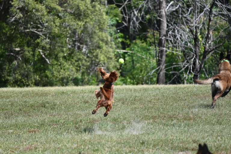 Paradise Pet Parks small dog catching ball