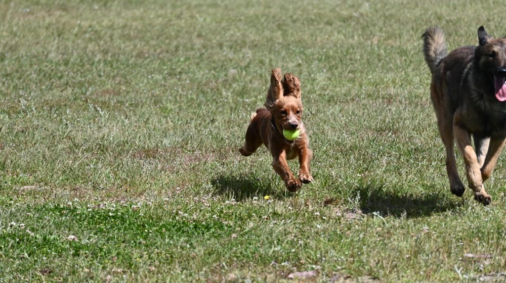 Paradise Pet Parks small dog ball fetch