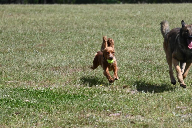Paradise Pet Parks small dog ball fetch