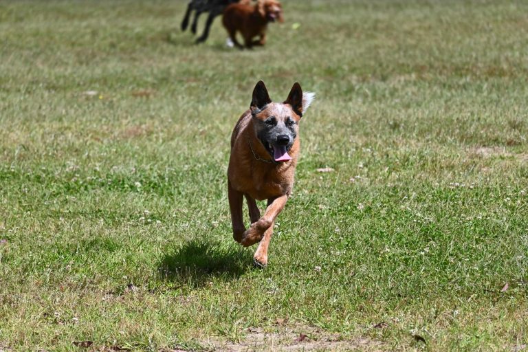 Paradise Pet Parks Dog enjoying running