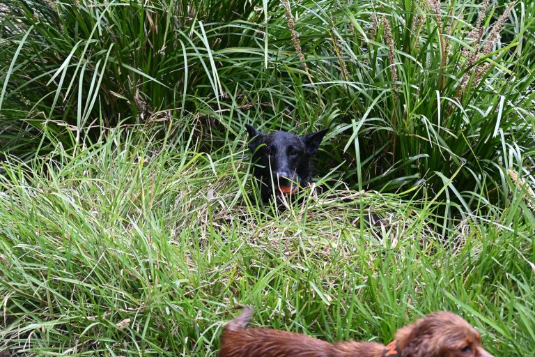 Paradise Pet Parks dog on tall grass