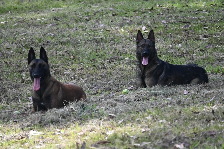 Paradise Pet Parks German Shepherds resting on grass