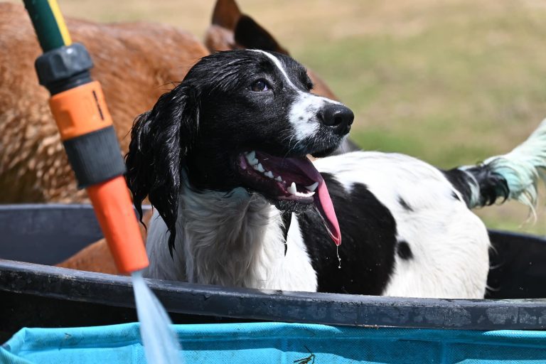 Paradise Pet Parks dog enjoyed bath