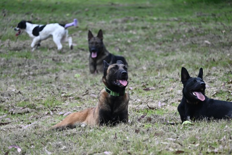 Paradise Pet Parks Grouped Dogs resting