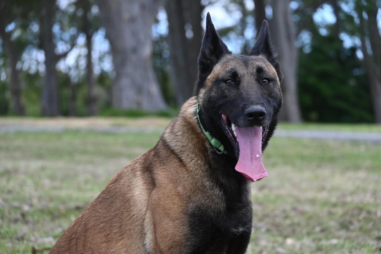 Paradise Pet Parks German Shepherd sitting and tongue out