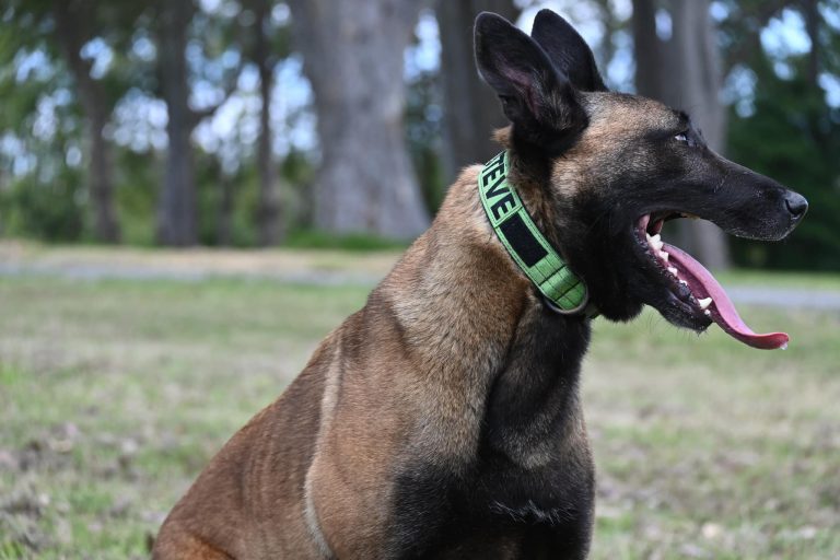 Paradise Pet Parks German Shepherd sitting on grass