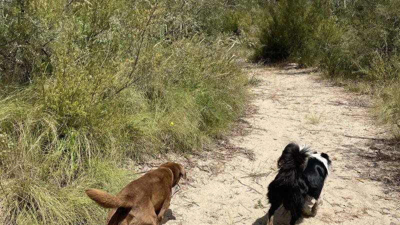 Paradise Pet Parks: dogs on an adventure