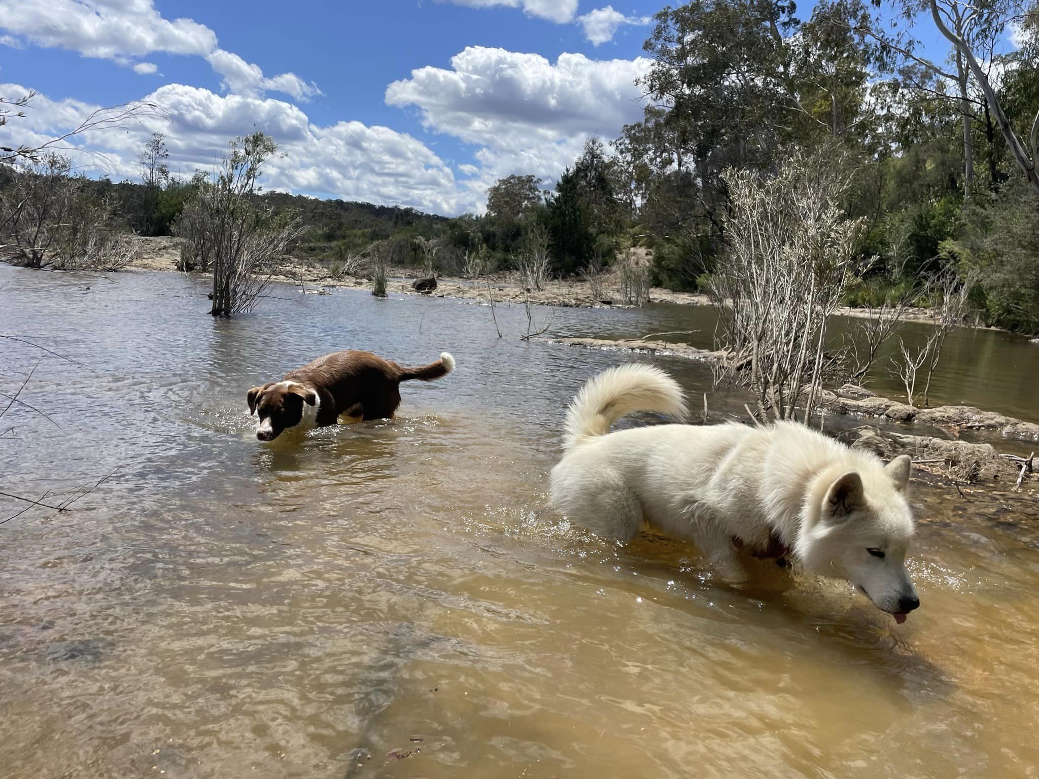 Paradise Pet Parks: dogs swimming on doggy daycare