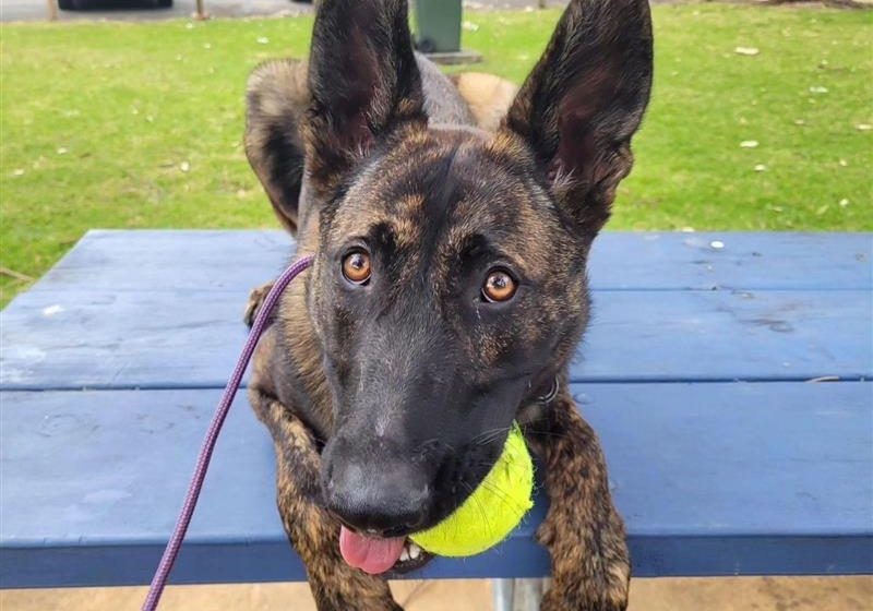 Paradise Pet Parks: Dog sitting on park bench during obedience class