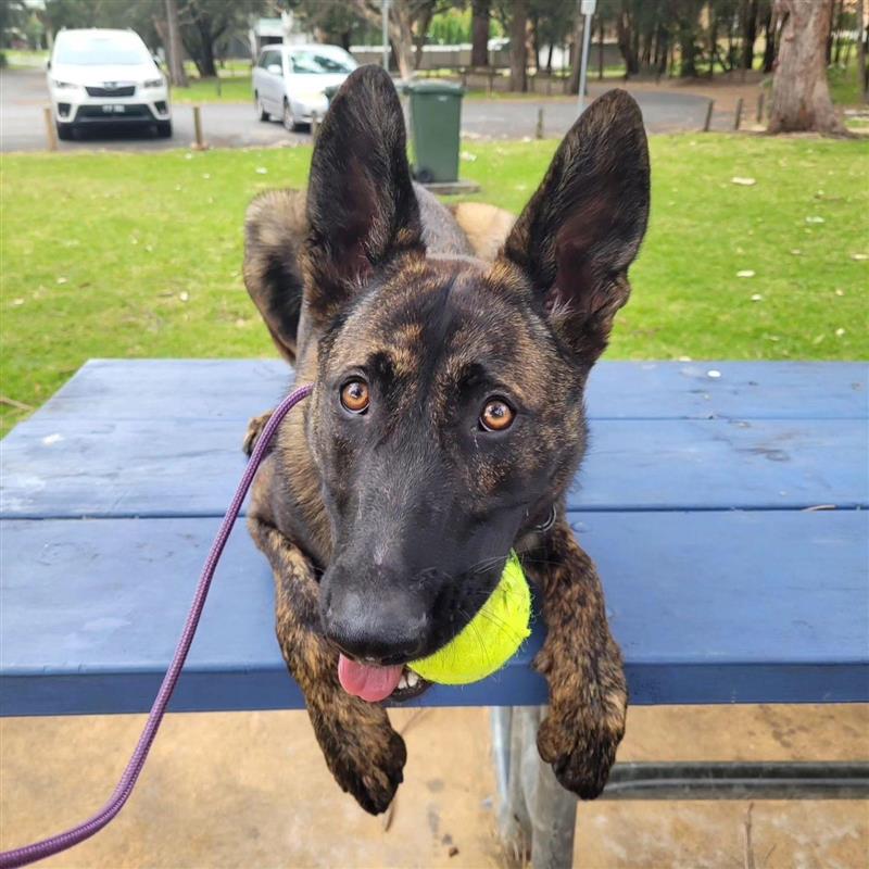 Paradise Pet Parks: Dog sitting on park bench during obedience class