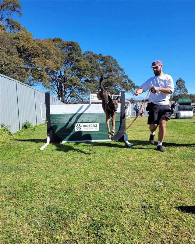 Paradise Pet Parks: Agility day dog with owner jumping over barrier