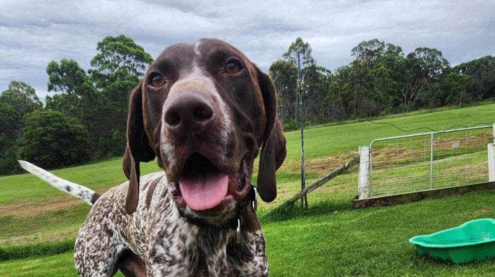 Paradise Pet Parks: dog standing in park in pawsitivity session