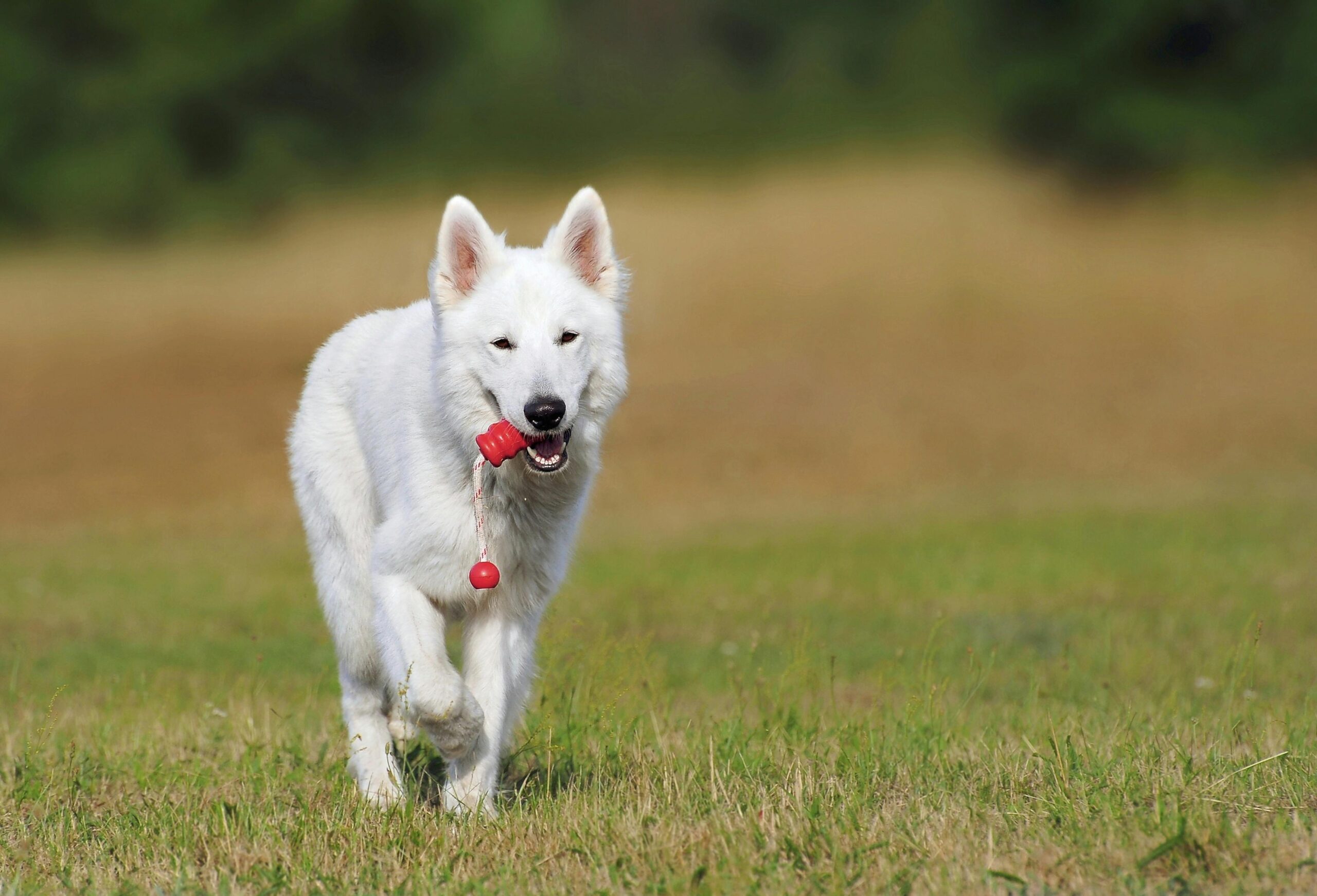 Paradise Pet Parks: Dog carrying rope - training library