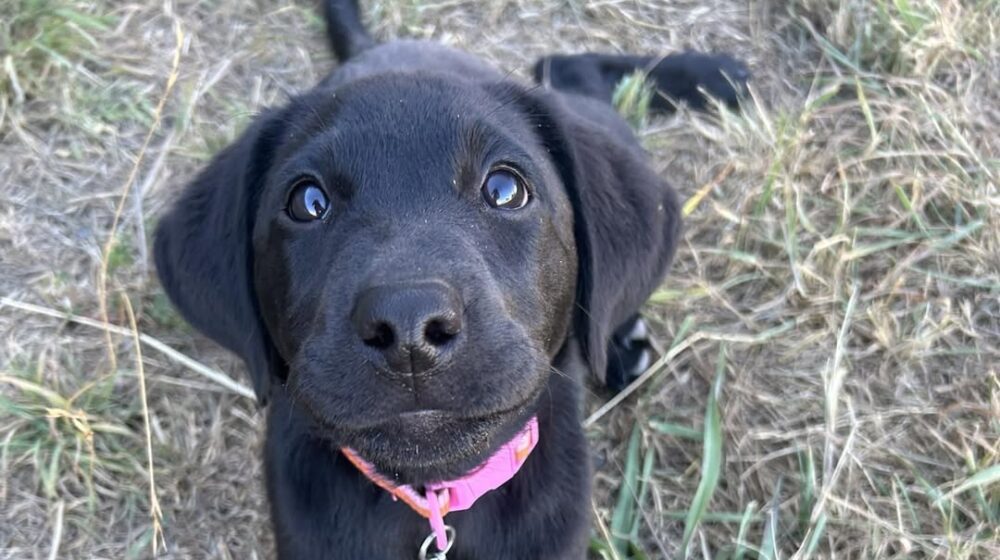 Paradise Pet Parks: pupy at puppy training