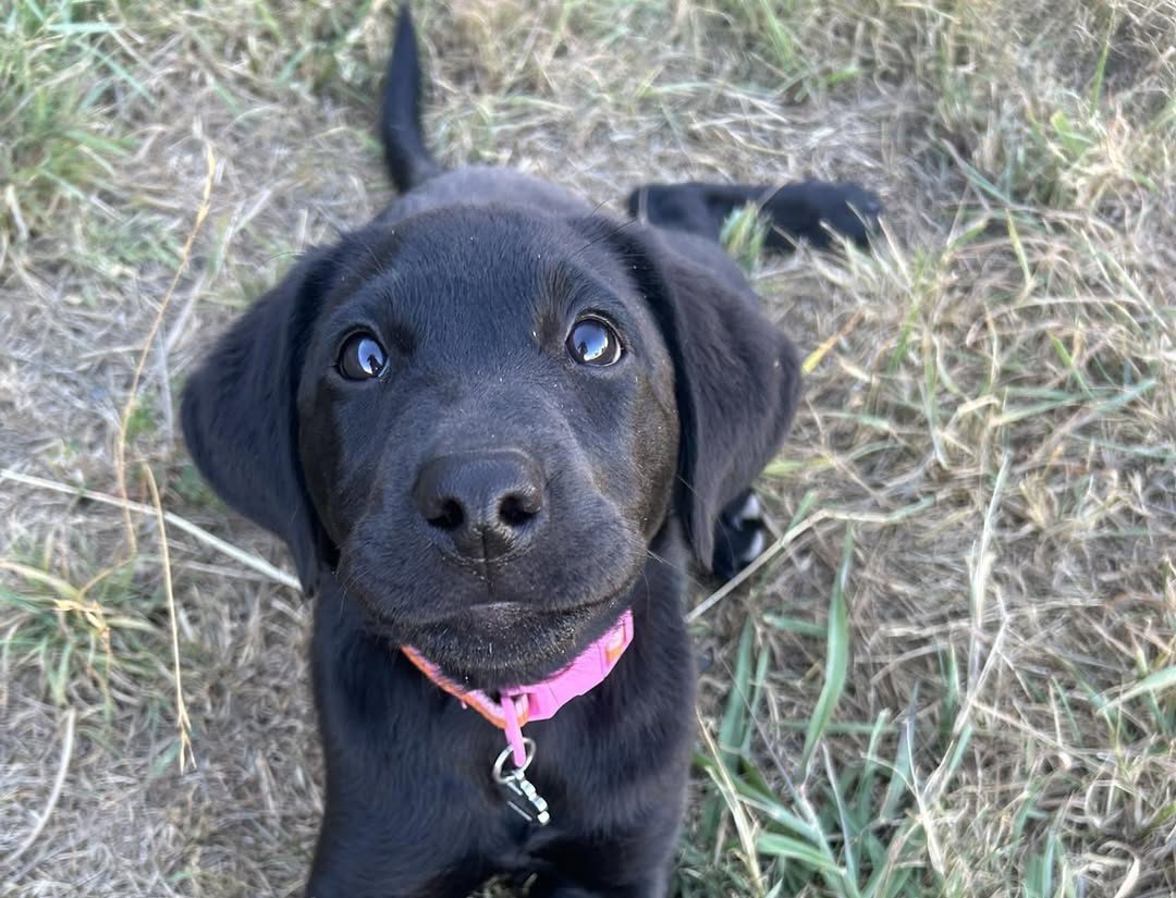 Paradise Pet Parks: pupy at puppy training